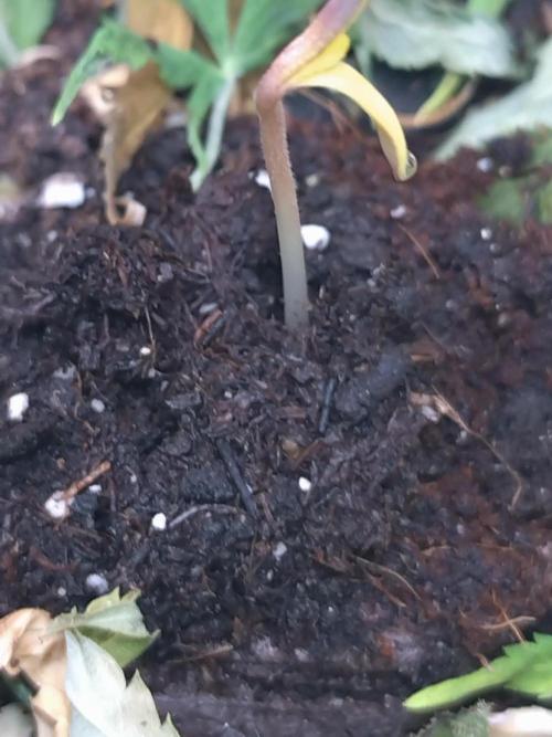 Lemon Mandarin. Week 0 - Heute eingepflanzt 