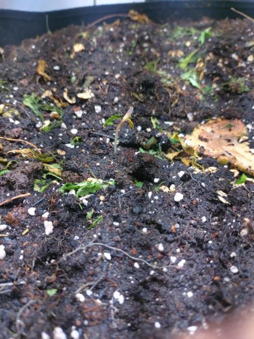 Lemon Mandarin. Week 0 - neben dem alten Wurzeln Stock, um die Microorganismen direct an die neue Wurzel 