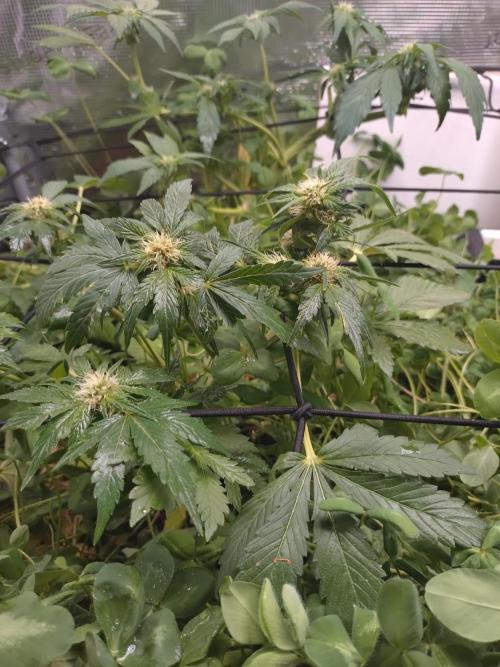 FrostBanger Auto. Week 6