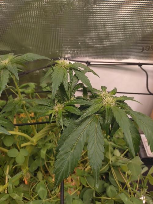 FrostBanger Auto. Week 6