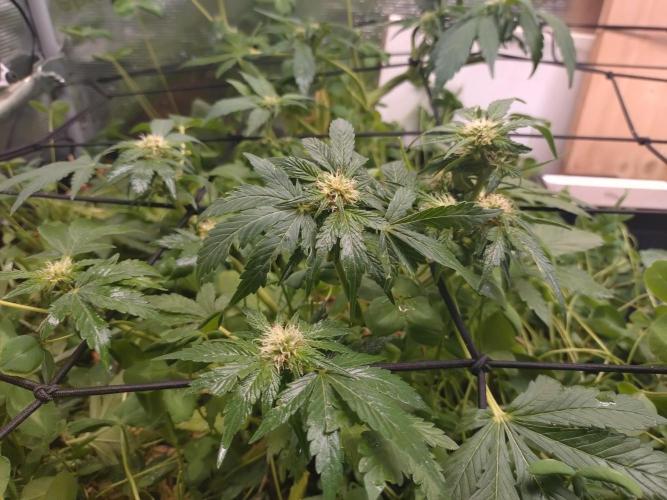 FrostBanger Auto. Week 6