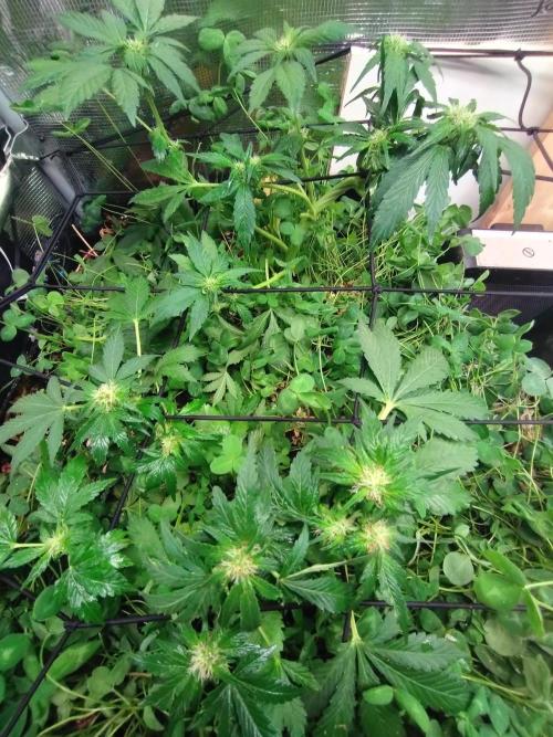 FrostBanger Auto. Week 6