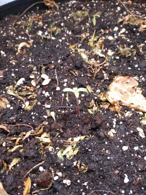 Lemon Mandarin. Week 0