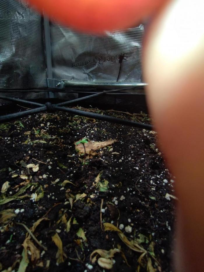 Lemon Mandarin. Week 1 - So Umzug ist gut gelaufen!🌱👌