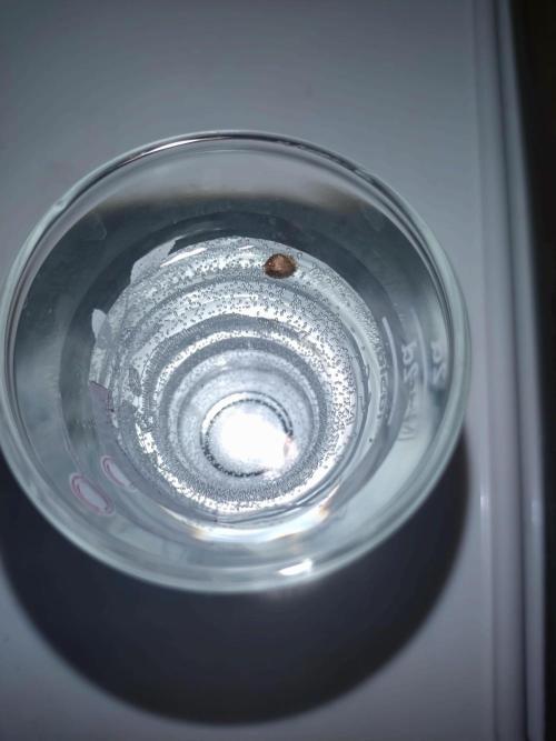 First Dwc Grow Souer Jealousy Auto. Week 0