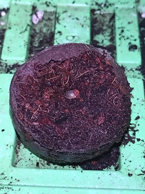 First Dwc Grow Souer Jealousy Auto. Week 0