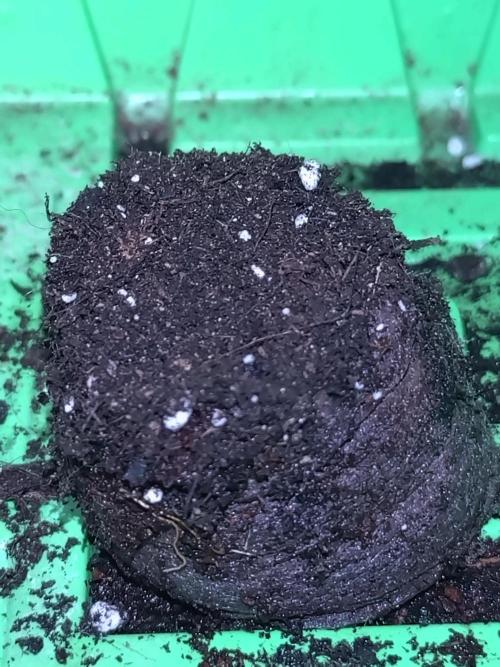 First Dwc Grow Souer Jealousy Auto. Week 0