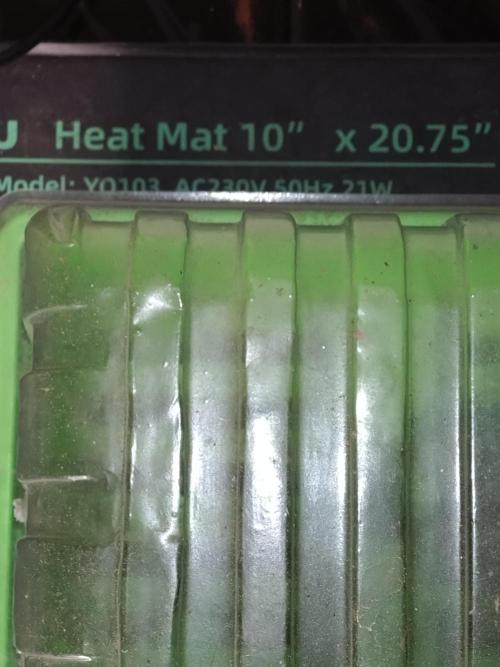 First Dwc Grow Souer Jealousy Auto. Week 0