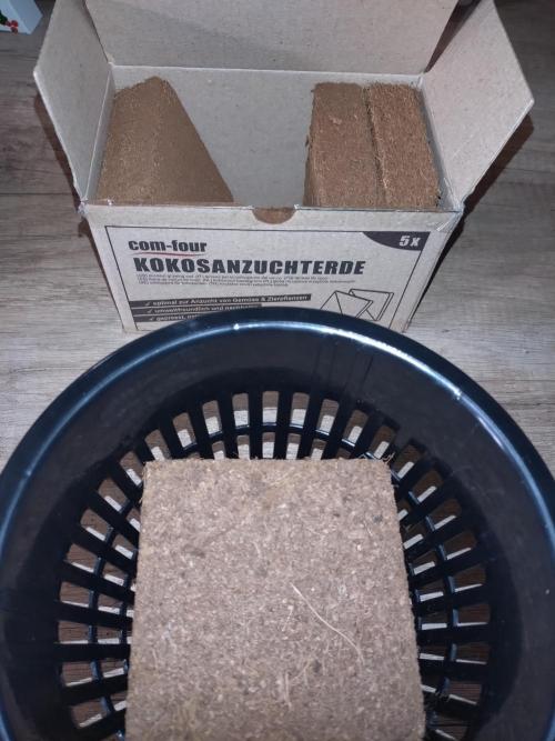 First Dwc Grow Souer Jealousy Auto. Week 0