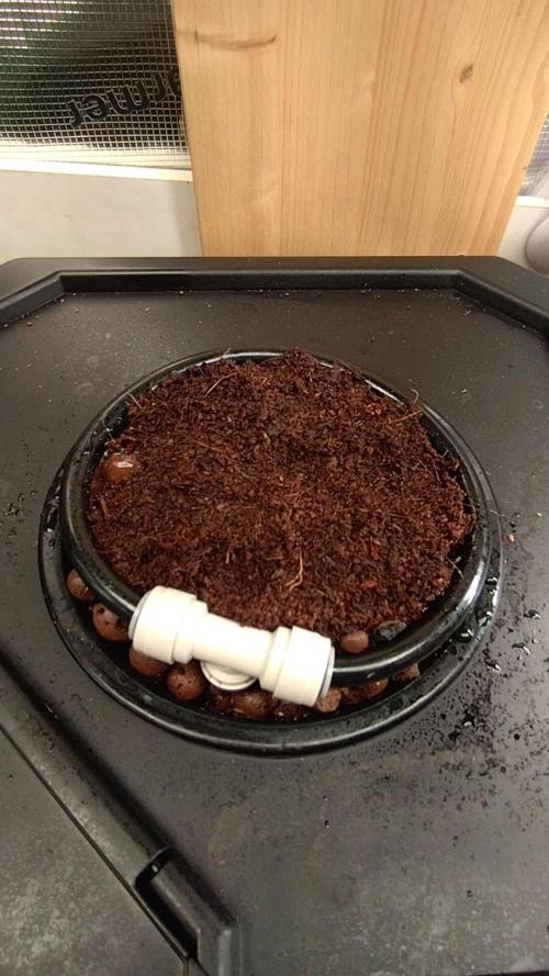 First Dwc Grow Souer Jealousy Auto