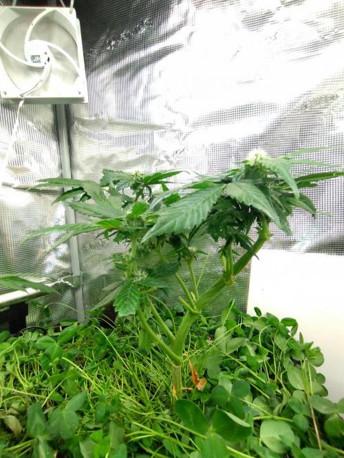 FrostBanger Auto. Week 7