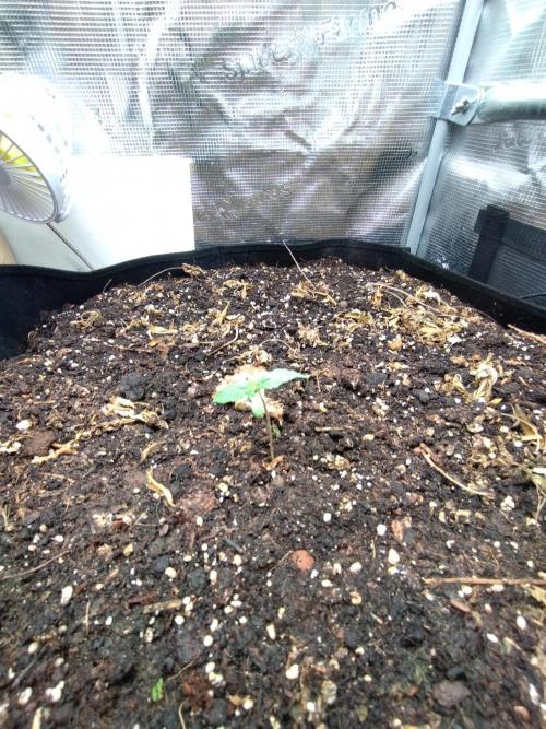 Lemon Mandarin. Week 2