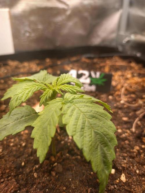 Lemon Mandarin. Week 3