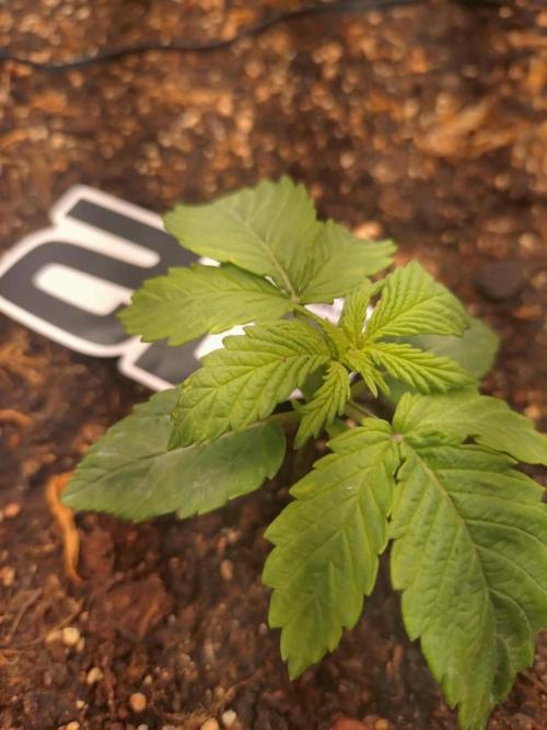 Lemon Mandarin. Week 3