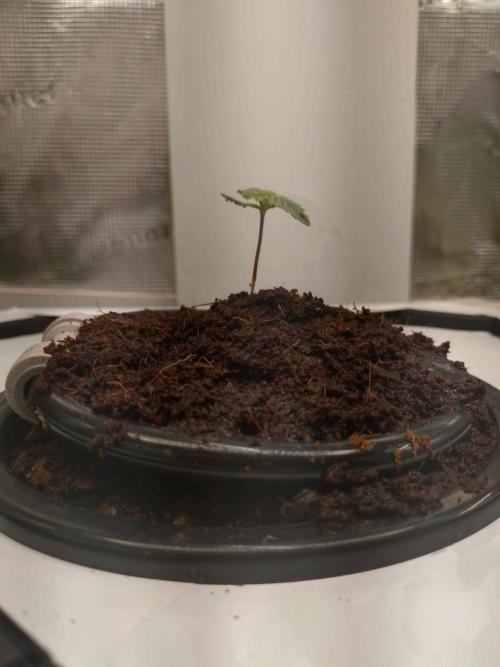 First Dwc Grow Souer Jealousy Auto. Week 0