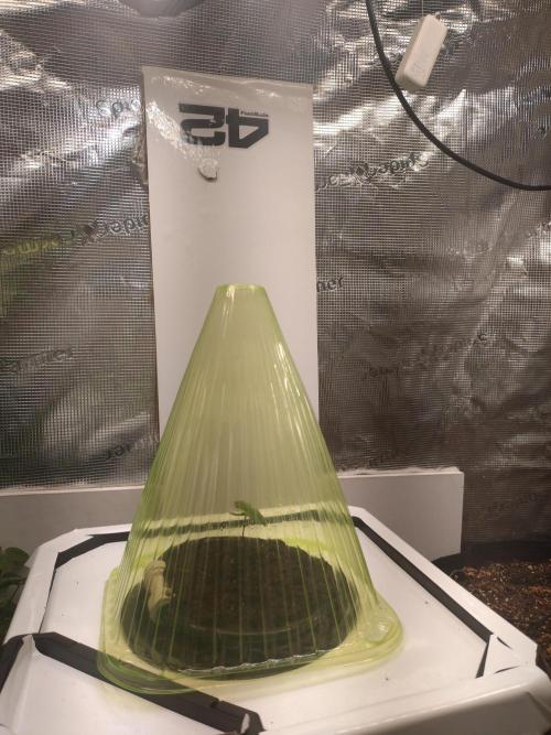 First Dwc Grow Souer Jealousy Auto. Week 0