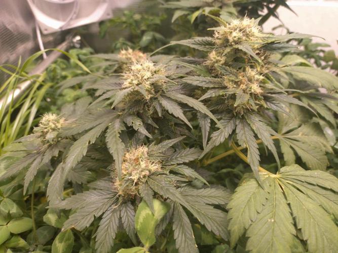 FrostBanger Auto. Week 8