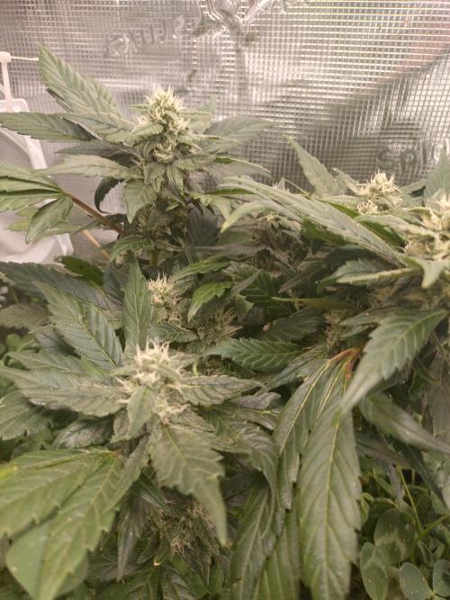 FrostBanger Auto. Week 8