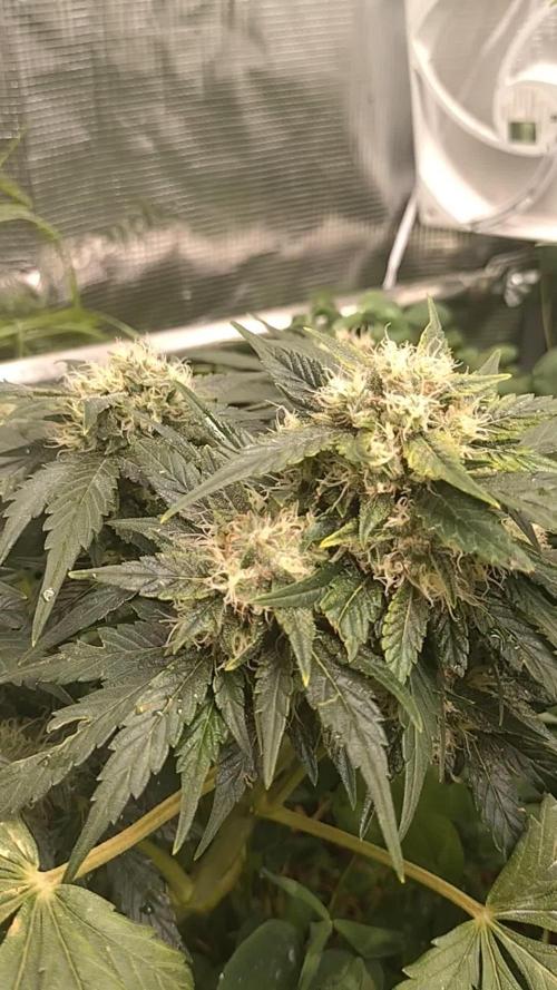 FrostBanger Auto
