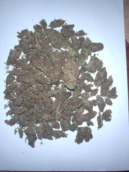 Erster Grow mit Pink Rozay Zamnesia Auto. Week 12