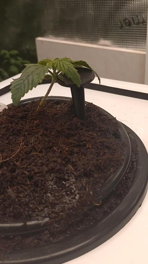 First Dwc Grow Souer Jealousy Auto