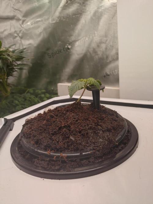 First Dwc Grow Souer Jealousy Auto. Week 1