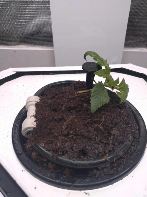 First Dwc Grow Souer Jealousy Auto. Week 1 - Tot
