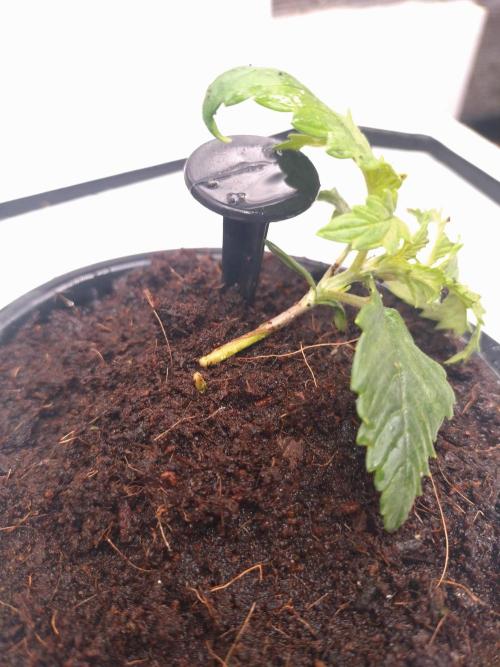 First Dwc Grow Souer Jealousy Auto. Week 2