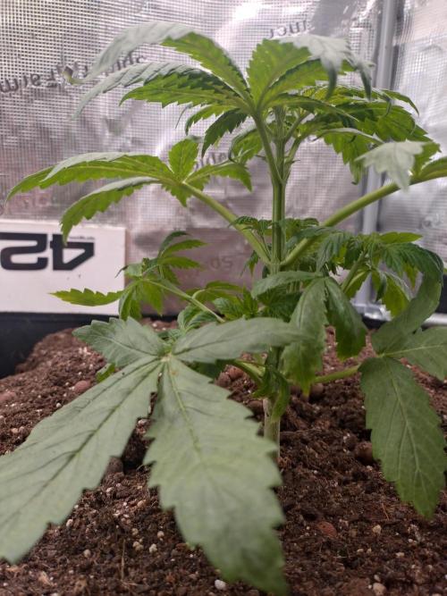 Lemon Mandarin. Week 4