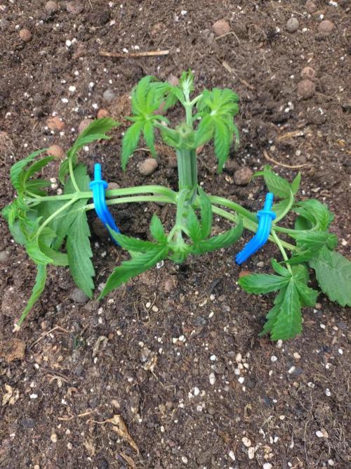 Lemon Mandarin. Week 4 - Topping +Training