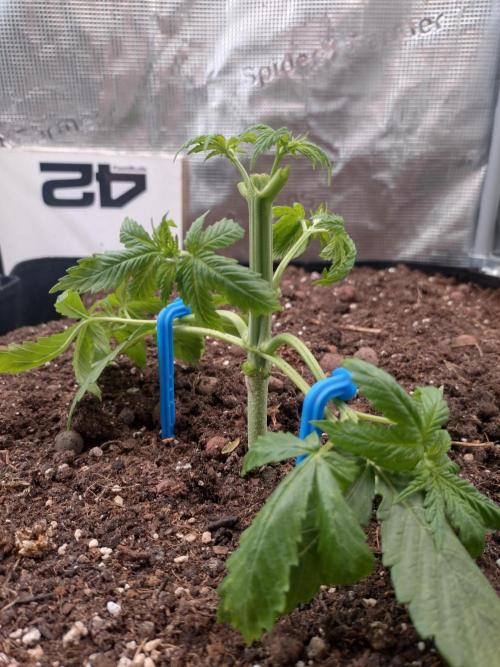 Lemon Mandarin. Week 4 - Topping + Training 