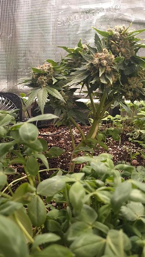 FrostBanger Auto