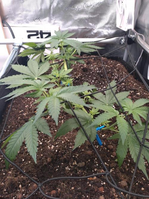 Lemon Mandarin. Week 6