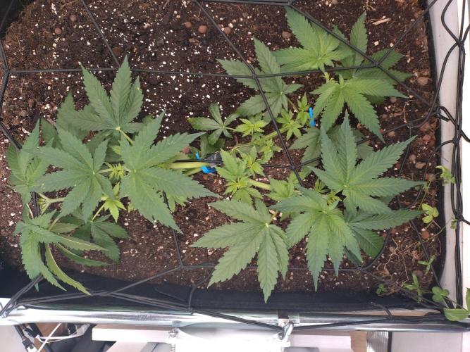 Lemon Mandarin. Week 6