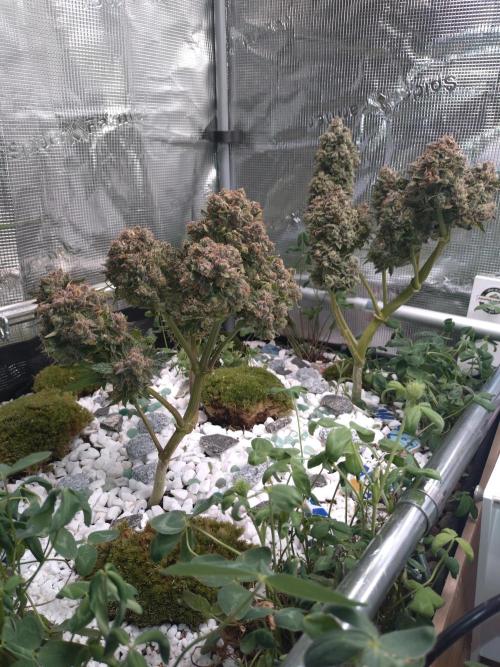FrostBanger-Bonsai. Week 11 - ​Willkommen in meiner kleinen Canna-Bonsai Oase!👇 🌿
