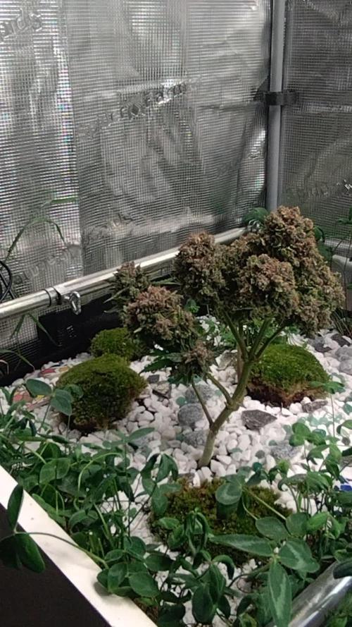 FrostBanger-Bonsai