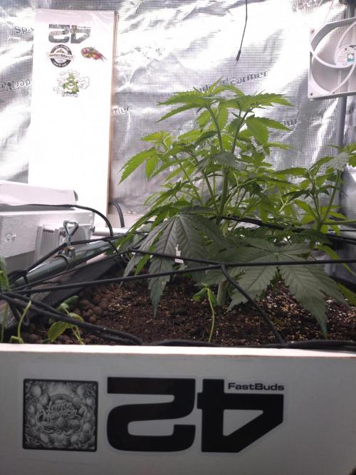 Lemon Mandarin. Week 7
