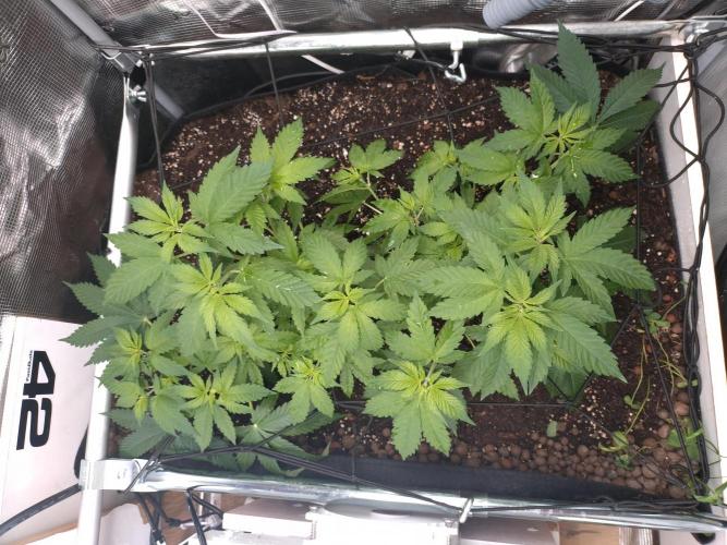 Lemon Mandarin. Week 7