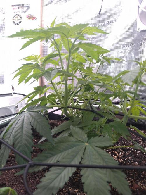 Lemon Mandarin. Week 7