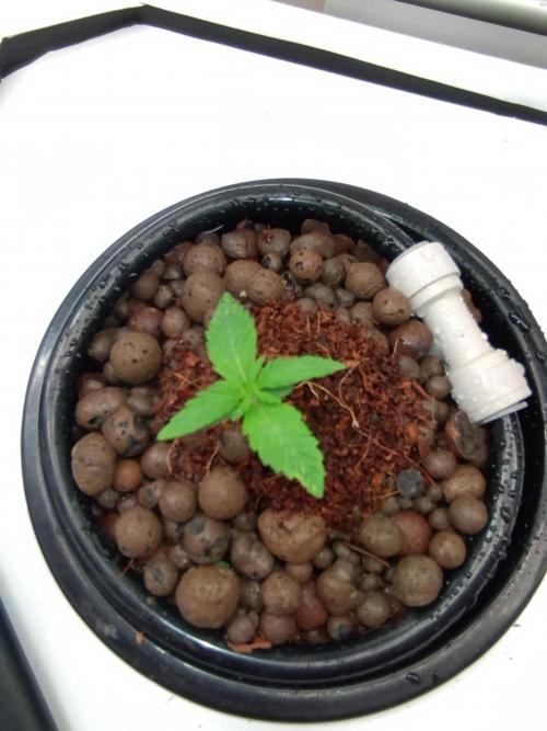 Tropical Butter Sause - DWC. Week 1