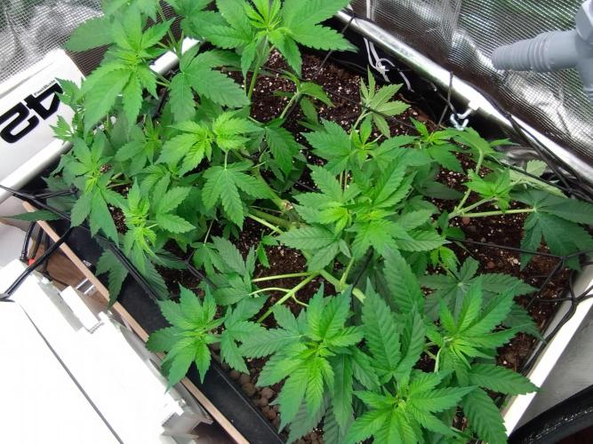 Lemon Mandarin. Week 7