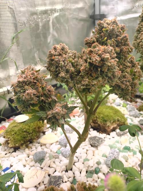 FrostBanger-Bonsai. Week 11