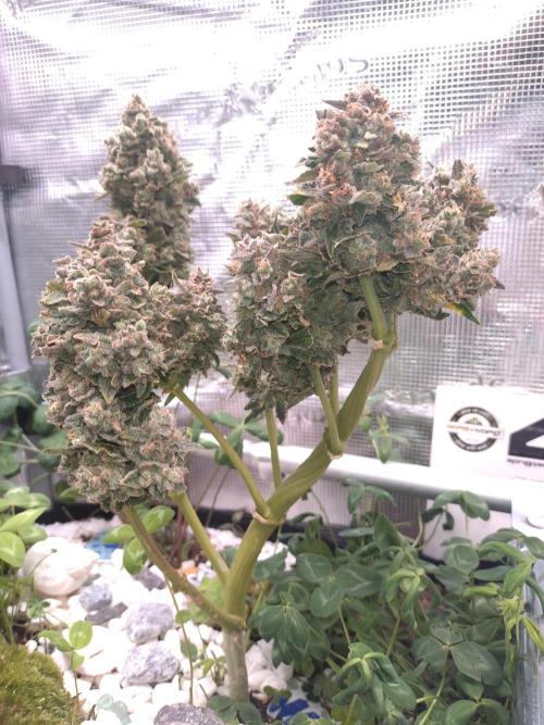 FrostBanger-Bonsai. Week 11