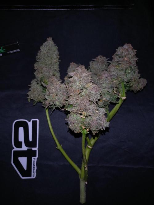 FrostBanger-Bonsai. Week 12