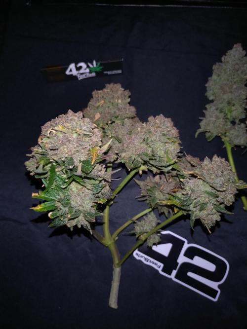FrostBanger-Bonsai. Week 12