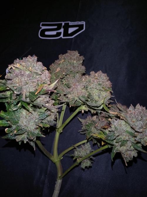 FrostBanger-Bonsai. Week 12