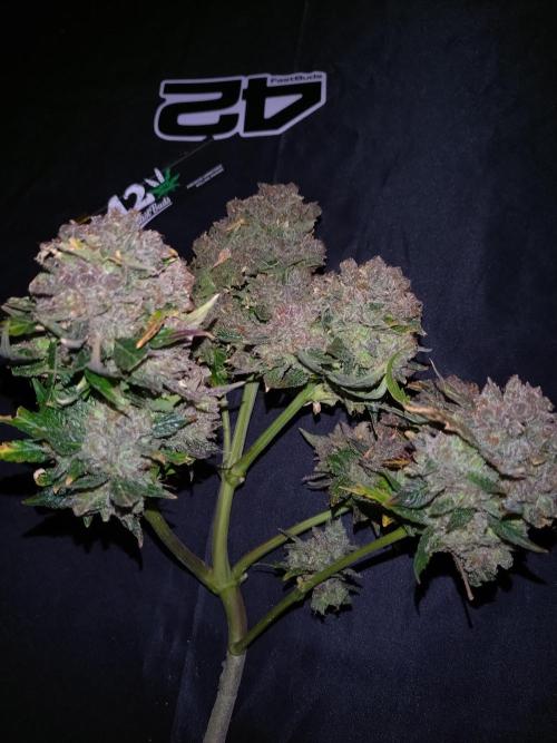 FrostBanger-Bonsai. Week 12