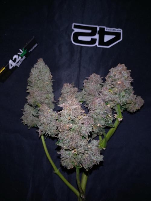 FrostBanger-Bonsai. Week 12