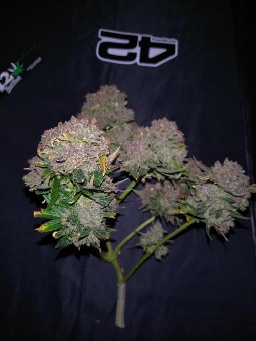 FrostBanger-Bonsai. Week 12