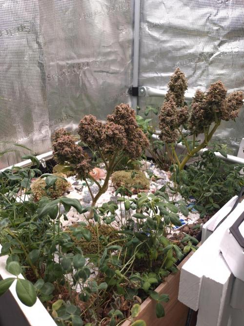 FrostBanger-Bonsai. Week 12